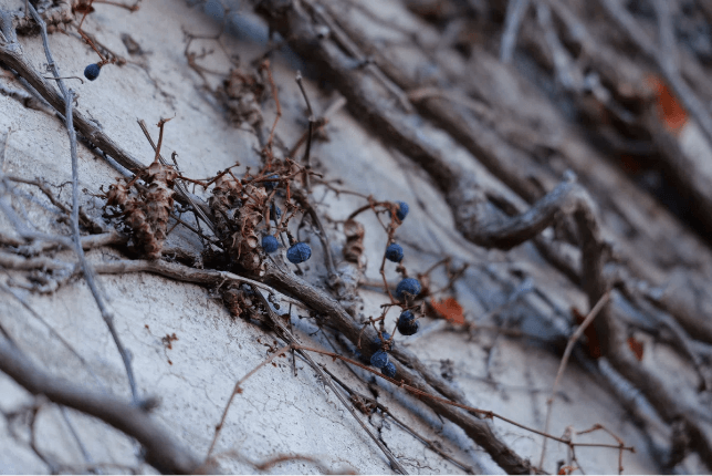 由研发团队拍摄的照片 — 摘要