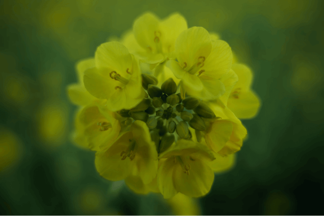 由研发团队拍摄的照片 — 摘要