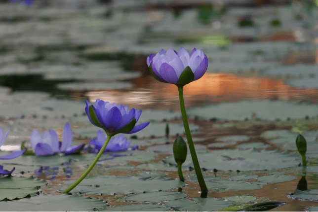 由研发团队拍摄的照片 — 摘要