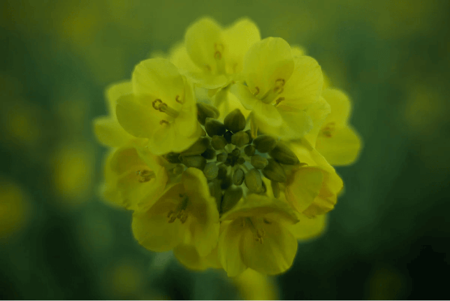 配备半微距功能