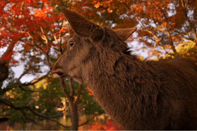 由研发团队拍摄的照片 — 摘要