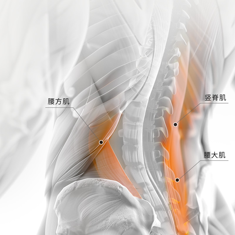 贴心呵护腰部肌肉，温柔唤醒腰部活力